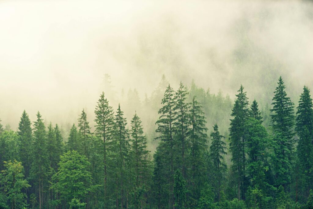 Ein Wald in weißem Nebel